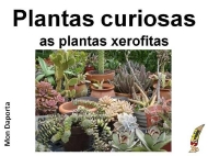 Plantas curiosas. As plantas xerofitas